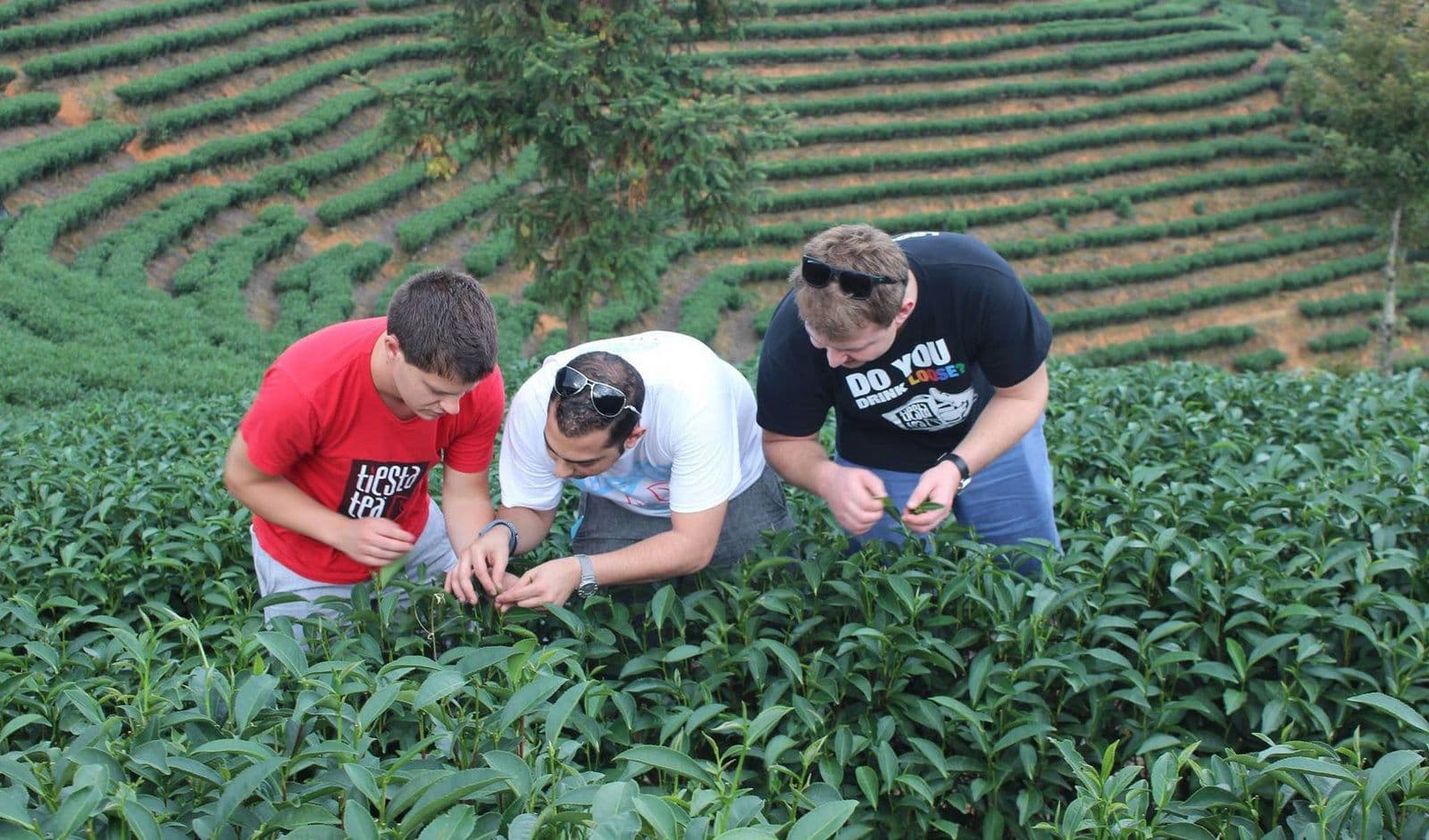 Tiesta Tea's founders inspecting tea plants on a hillside tea farm